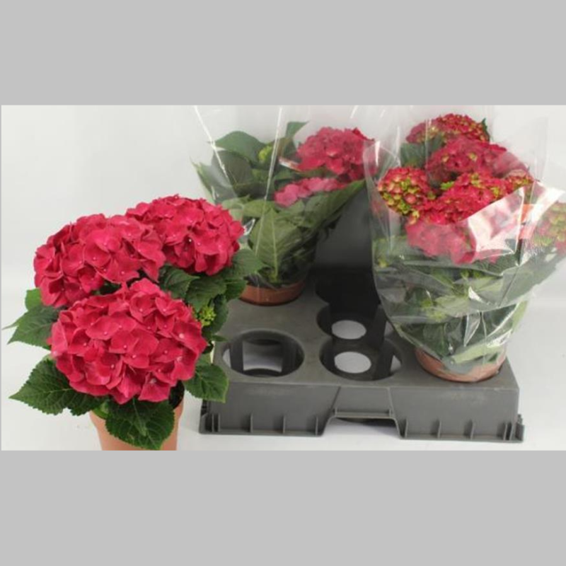 Hortensia Rosie, 40 cm